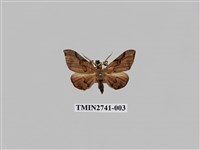 藏品(尺蛾297)的圖片